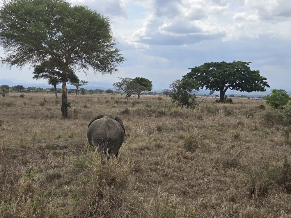 Mikumi National Park safari moment 7