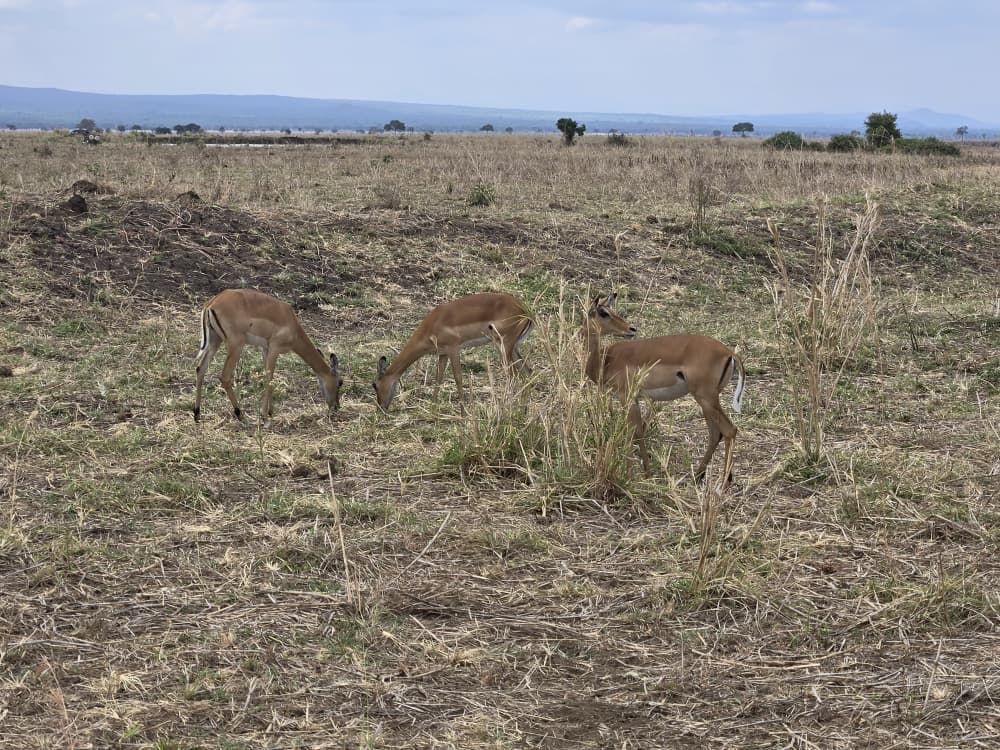 Mikumi National Park safari moment 10
