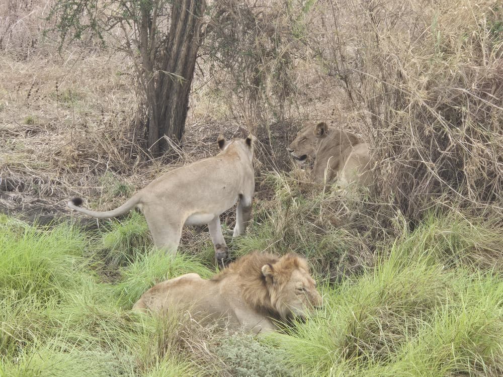 Mikumi National Park safari moment 11