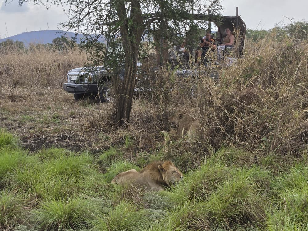 Mikumi National Park safari moment 12