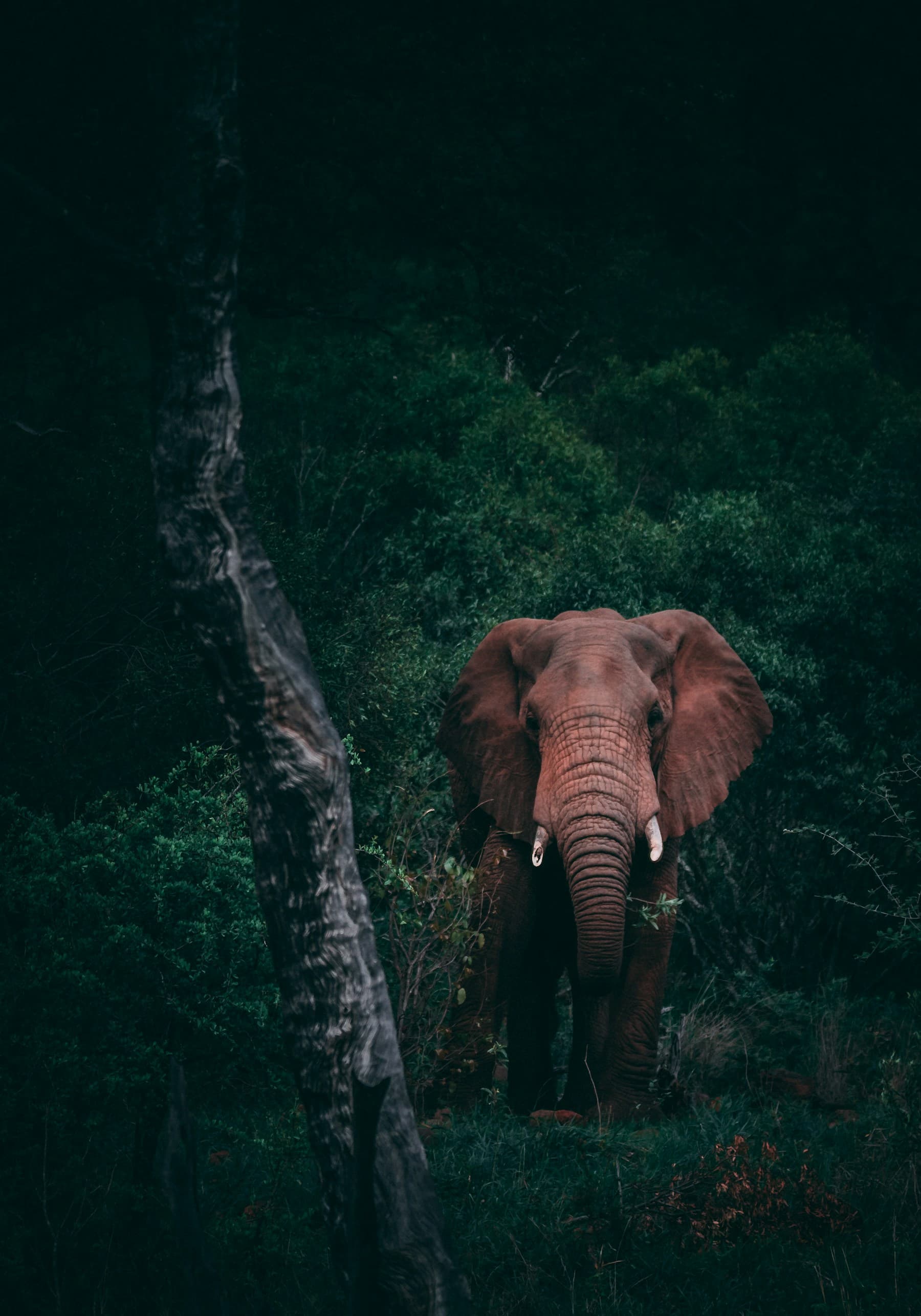 Ngorongoro Crater