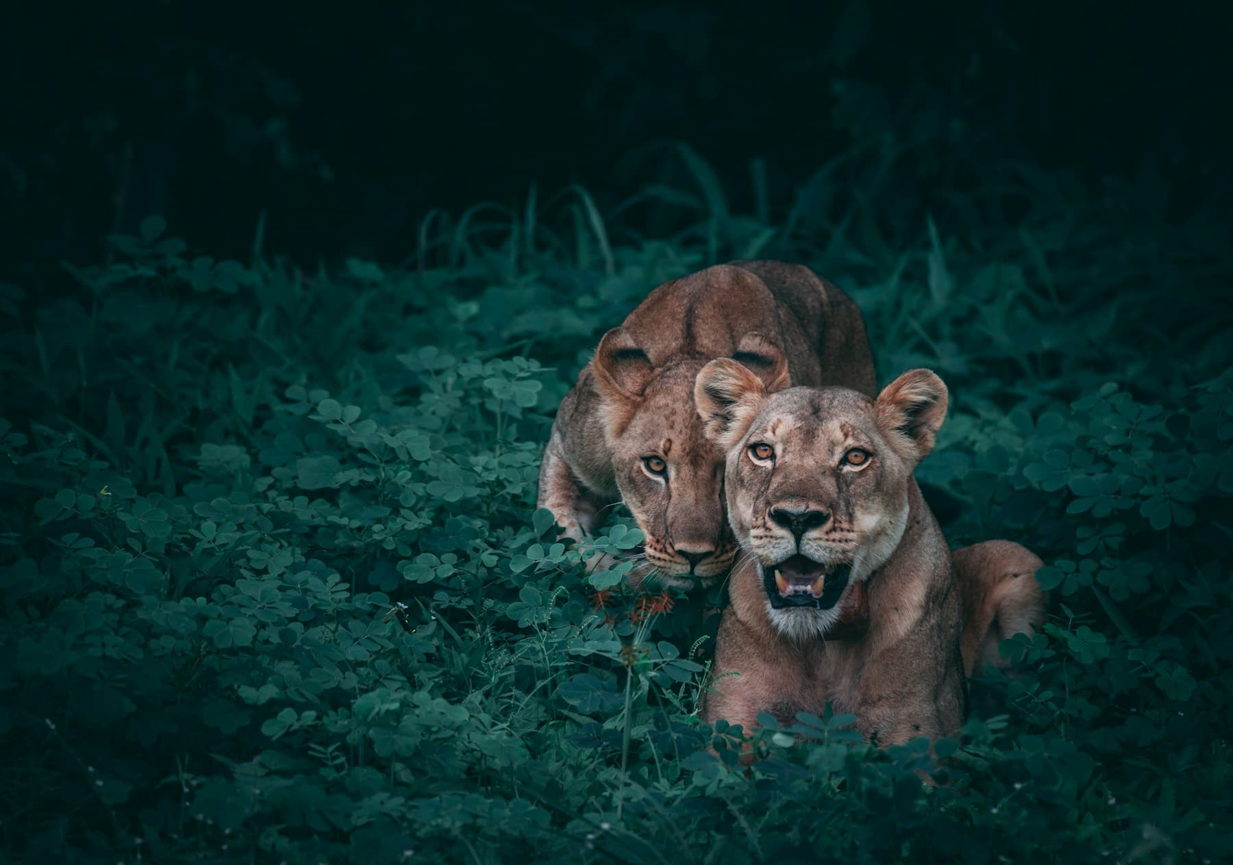 Nyerere National Park