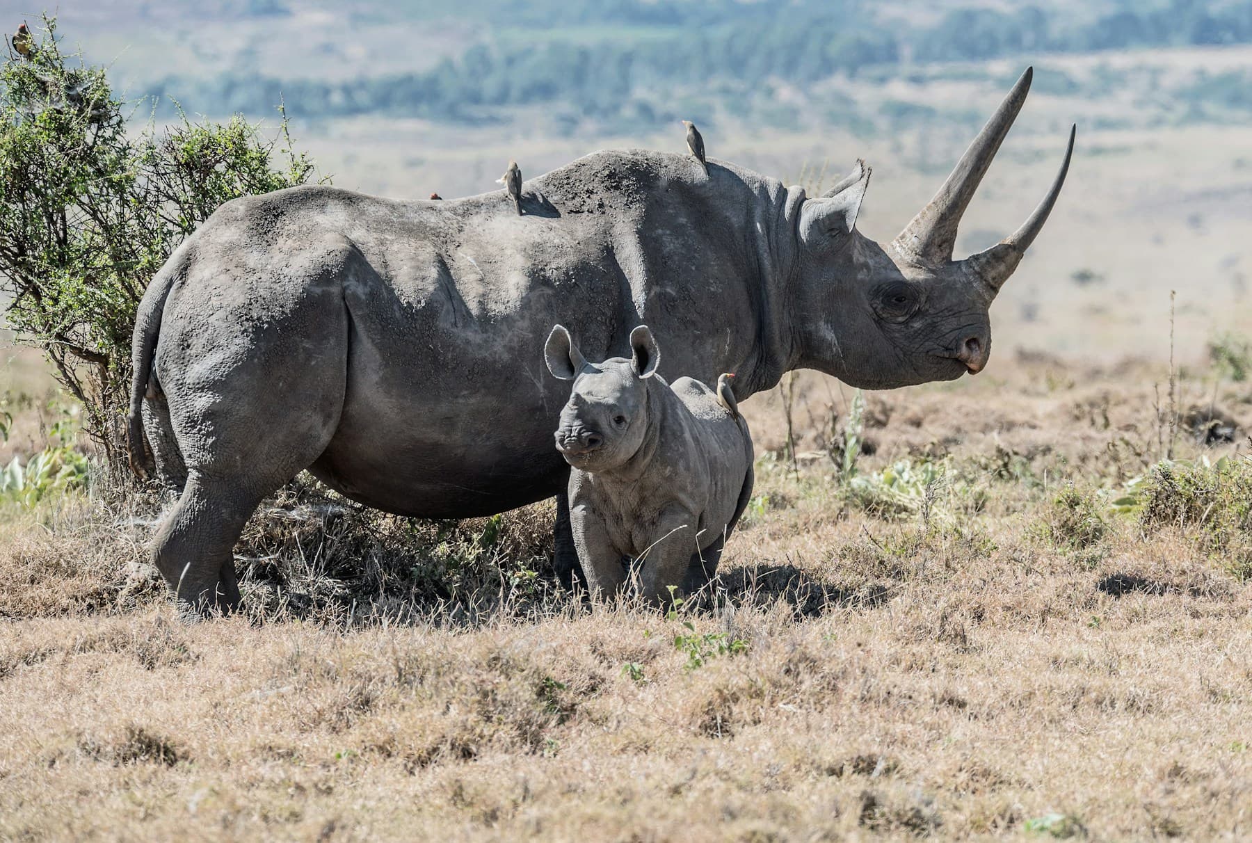 Tarangire National Park