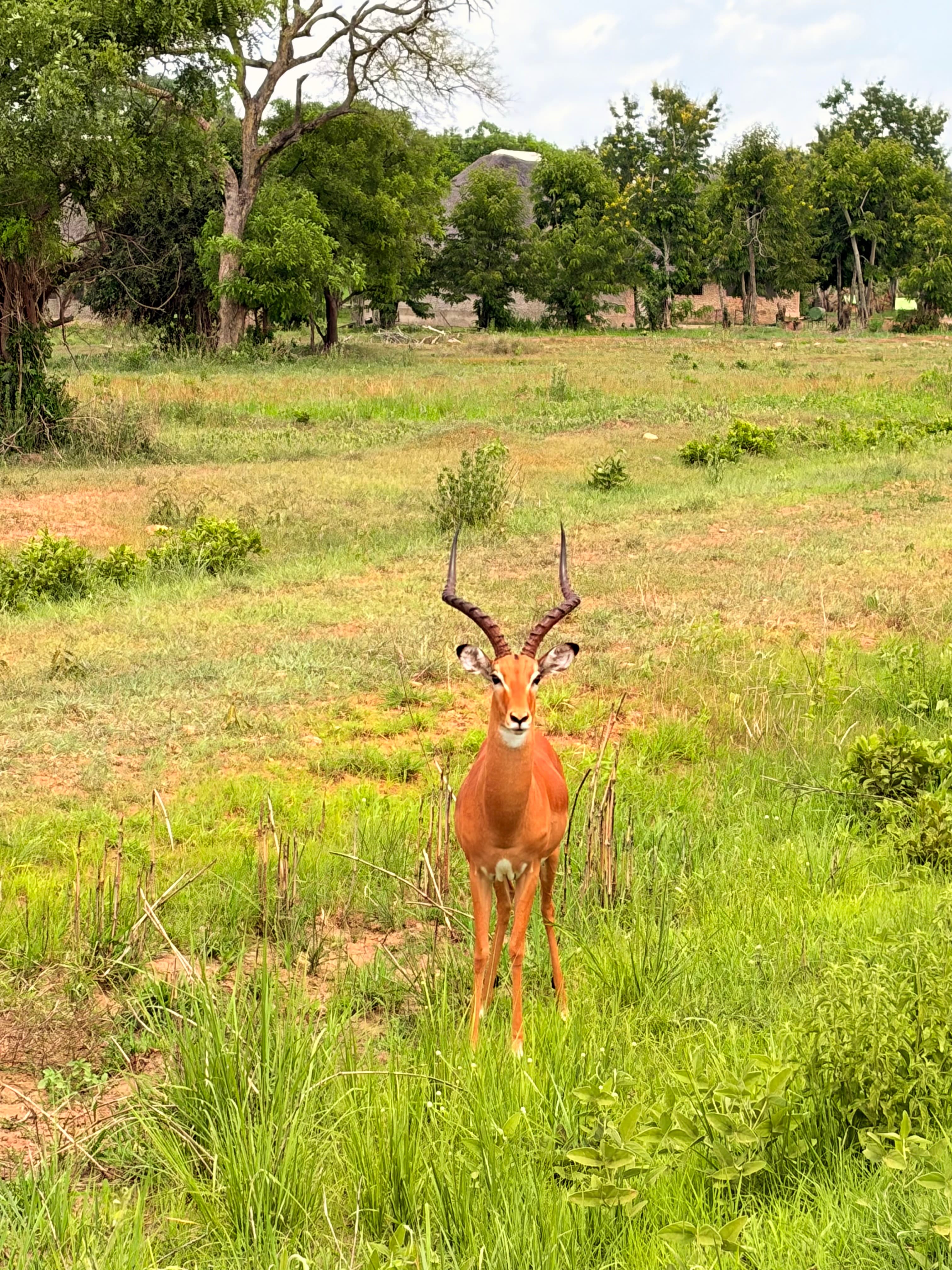 Mikumi National Park safari moment 1