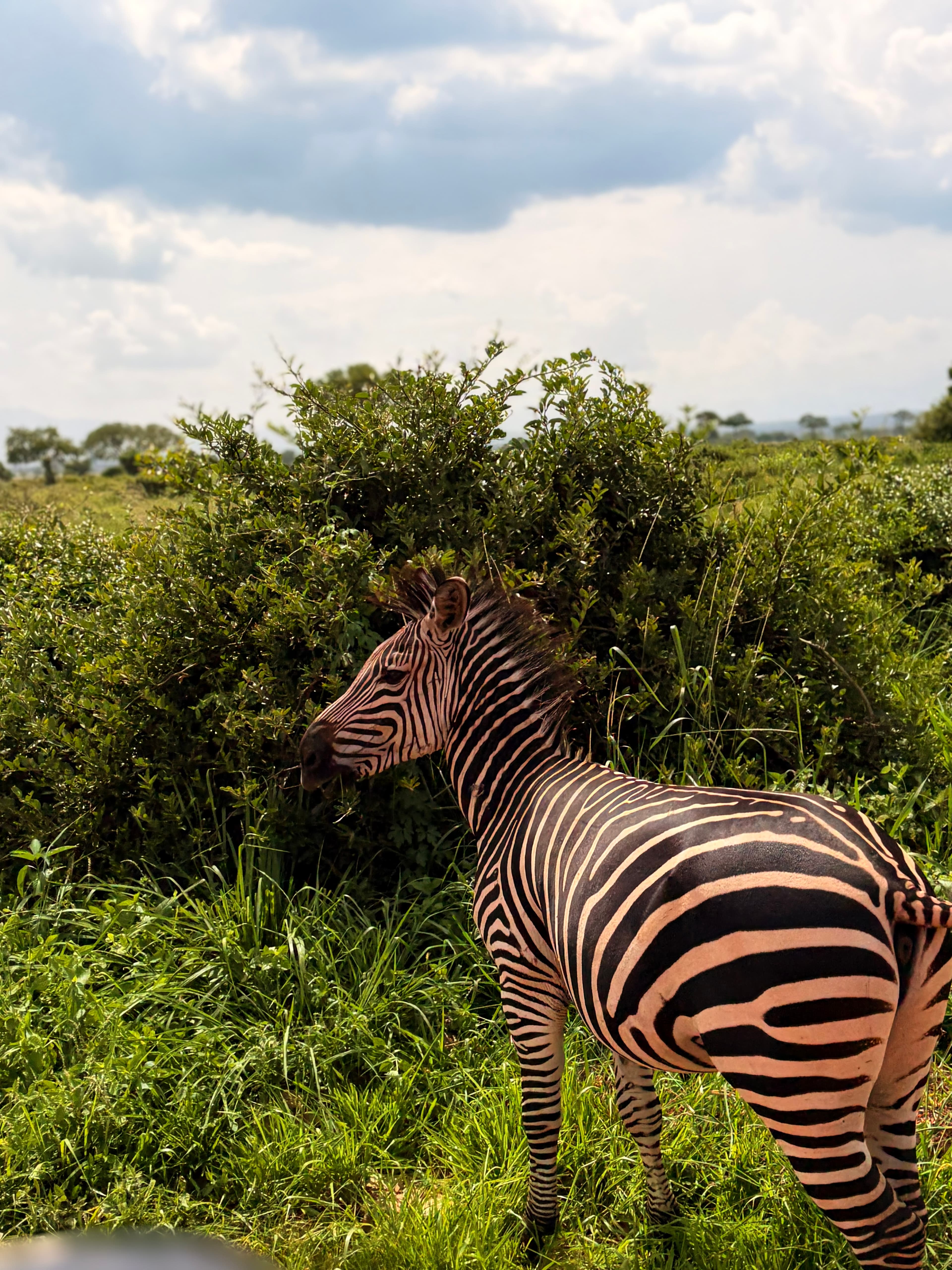 Mikumi National Park safari moment 2