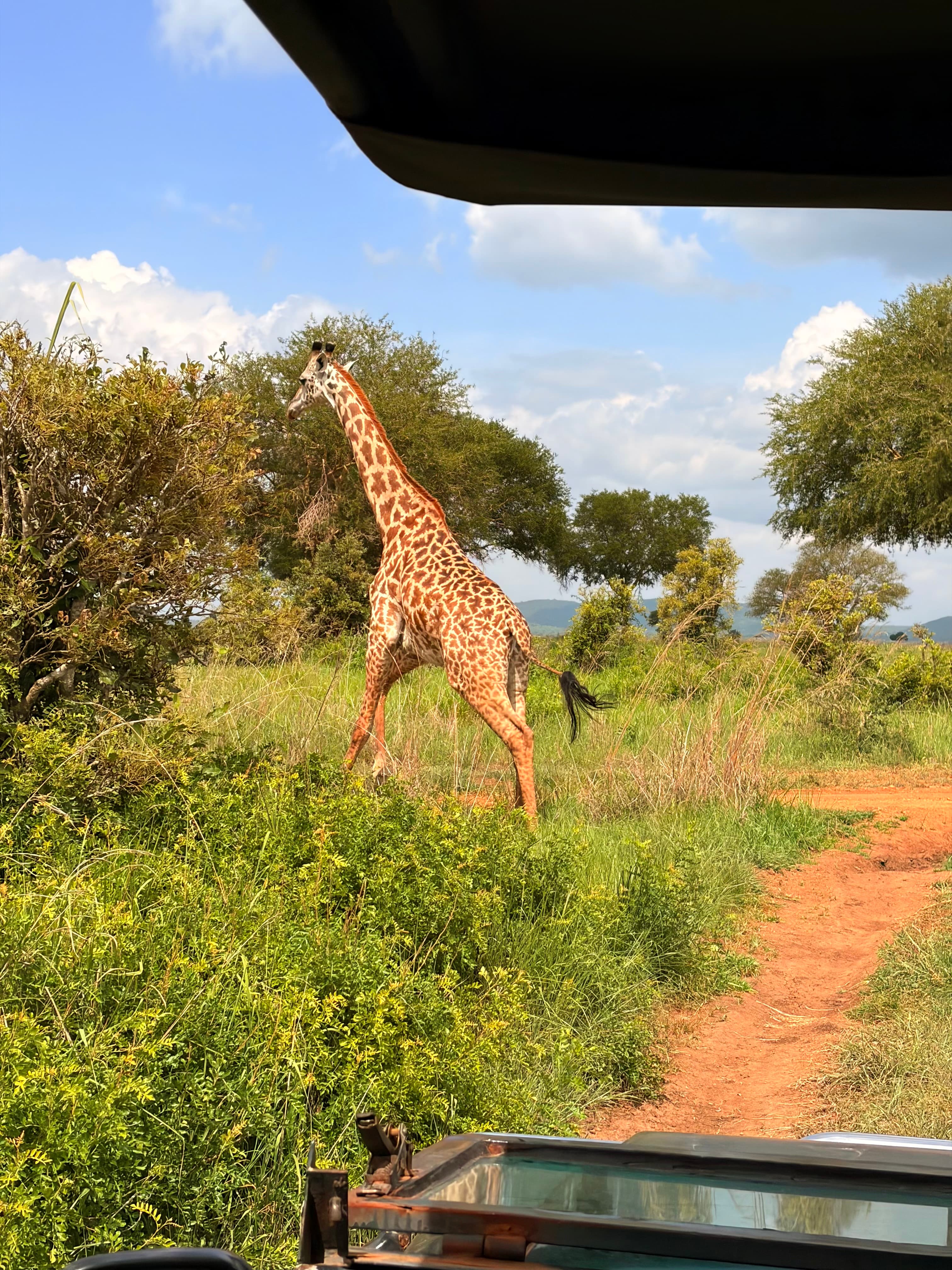 Mikumi National Park safari moment 4